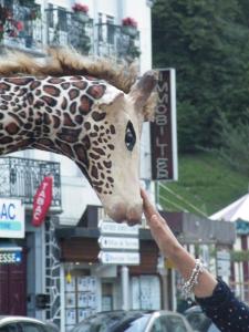 Caresser la girafe parade echassier